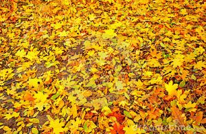 Gold images - Autumn leaves.jpg